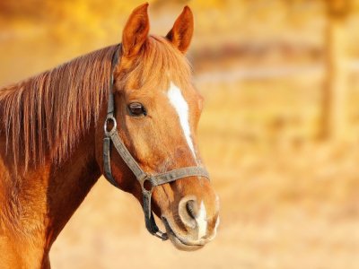 Des chevaux ont été agressés dans un centre équestre de Deauville. - Pixabay