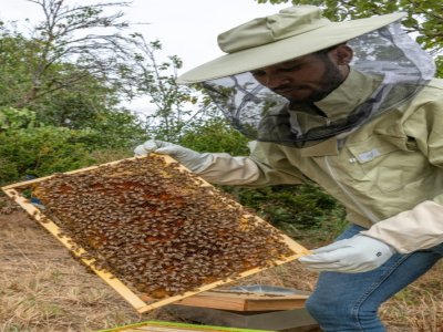 Le réfugien érythréen Abel Yosef Abraham s'occupe des deux ruches qu'il vient d'acquérir, le 26 août 2020 à Pessat-Villeneuve, dans le Puy-de-Dôme - Thierry ZOCCOLAN [AFP]