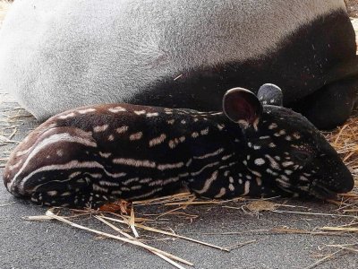 Le 4 août dernier, un bébé tapir malais est né au zoo de Cerza.