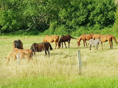 Actes de cruauté envers les chevaux dans toute la France. Dans l'Orne, un cheval a été retrouvé blessé à Buré, près du Mêle-sur-Sarthe