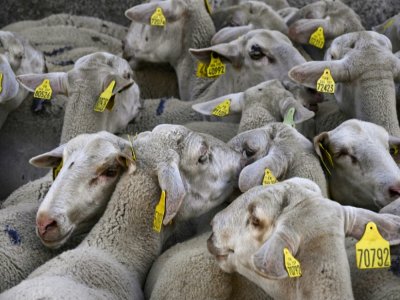 Un des plus grands troupeaux, 2.500 têtes, du Massif Central, le 27 août 2020 à Prevencheres en Lozère - Pascal GUYOT [AFP]