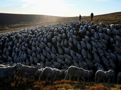 Des bergers descendent l'un des plus grands troupeaux du Massif Central à Prevencheres après deux mois d'été pâturage sur le Mont Lozère, le 27 août 2020 à Prevencheres en Lozère - Pascal GUYOT [AFP]