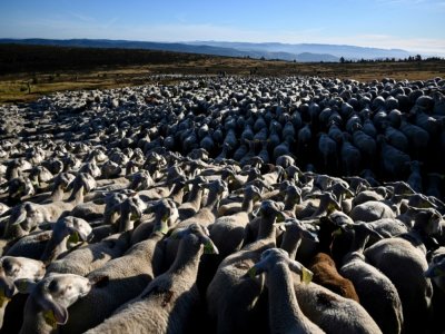 Un des plus grands troupeaux, 2.500 têtes, du Massif Central, le 27 août 2020 à Prevencheres en Lozère - Pascal GUYOT [AFP]