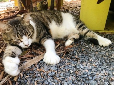 Billy Holliday, l'un des chats à six doigts de la "Ernest Hemingway Home and Museum", à Key West, en Floride, le 30 août 2020 - Leila MACOR [AFP]