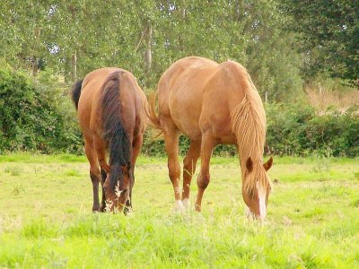 Deux chevaux ont été mutilés à Barenton, dans la nuit du jeudi 3 au vendredi 4 septembre. - DR