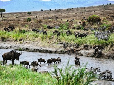 Des troupeaux de gnous et de zèbres, dans le parc national Serengeti (Tanzanie), le 17 juillet 2020 - TONY KARUMBA [AFP]