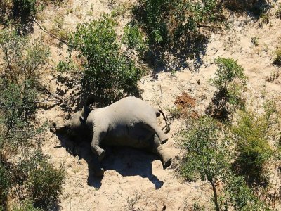 Le cadavre d'un des nombreux éléphants morts mystérieusement dans le delta d'Okavango au Botswana, le 3 juillet 2020 - - [NATIONAL PARK RESCUE/AFP]