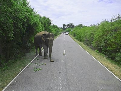 Un éléphant traverse une route, le 12 juillet 2020, près d'une zone de protection de la nature à Kataragama (Sri Lanka) - Ishara S. KODIKARA [AFP]