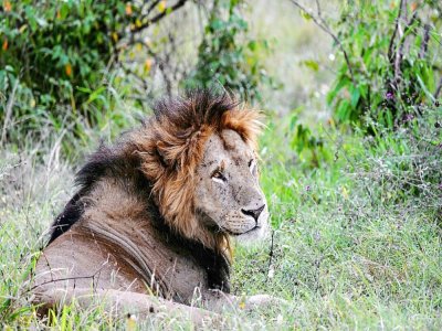 Un lion dans la réserve nationale du Masai Mara au Kenya, le 17 juillet 2020 - TONY KARUMBA [AFP]