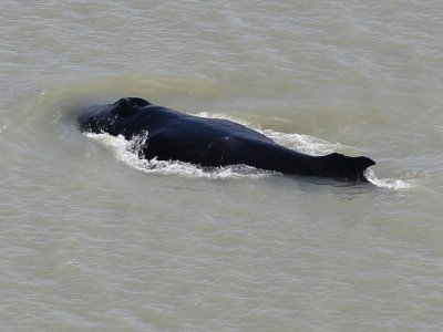 Une baleine à bosse dans East Alligator River dans le Parc national de Kakadu, sur une photo non datée fournie le 12 septembre 2020 par le Dr Carol Palmer du gouvernement du Territoire du Nord - Carol Palmer [NORTHERN TERRITORY GOVERNMENT/AFP]