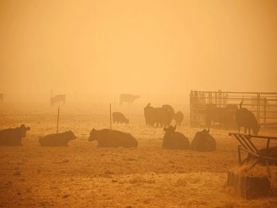Un épais brouillard orange entoure un enclos de vaches à Molalla, dans l'Oregon, le 10 septembre 2020 - Deborah BLOOM [AFP]