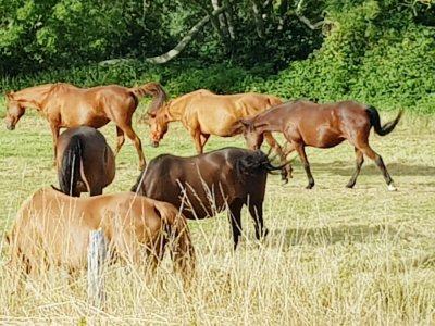 Les éleveurs de l'Orne veulent protéger leurs chevaux.