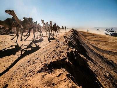 Une course de chameaux dans le désert du Sud-Sinaï, le 12 septembre 2020 - Khaled DESOUKI [AFP]