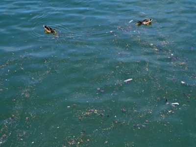 Des déchets flottent à la surface de la rivière Save, affluent du Danube, à Belgrade le 27 août 2020 - Andrej ISAKOVIC [AFP]