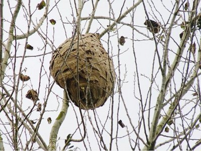 Les nids de frelons asiatiques vont devenir de plus en plus visibles avec l'automne. - DR
