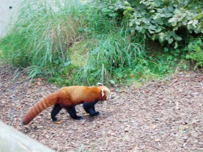 Le petit panda roux, né en juin dernier au Parc animalier de Clères, est désormais baptisé du prénom Asa, sur décision des internautes. - Christian Pedron