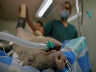 Vétérinaires et médecins testent un nouveau respirateur artificiel sur un cochon cobaye, le 17 septembre 2020 à Panama - Luis ACOSTA [AFP]