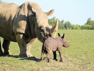 Un rhinocéros blanc est né au zoo de Cerza lundi 14 septembre. - Cerza
