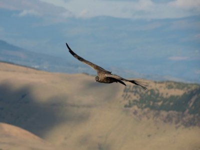 Un condor femelle des Andes survole la réserve naturelle de Chakana,  à 50 km au sud-est de Quito, le 10 septembre 2020 - Rodrigo BUENDIA [AFP]