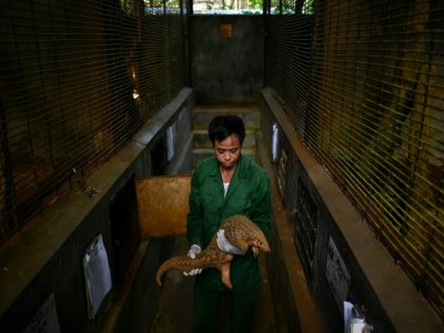 Un soigneur tient un pangolin, le 14 septembre 2020 à Ninh Binh, au Vietnam - Manan VATSYAYANA [AFP]