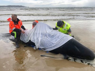 Photo fournie le 23 septembre 2020 par la police de Tasmanie de personnes tentant d'aider des "dauphins-pilotes" échoués dans la baie de Macquarie Harbour, dans le sud-ouest de l'Australie - Handout [Police de Tasmanie/AFP]