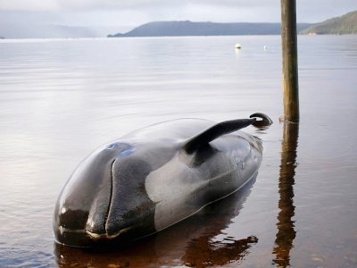 Un dauphin-pilote échoué sur une plage de Macquarie Harbour, le 24 septembre 2020 sur la côte ouest de la Tasmanie - Mell CHUN [AFP]
