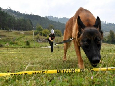 Un malinois entraîné à la détection de mines à Kojic, le 20 septembre 2020 en Bosnie - ELVIS BARUKCIC [AFP]