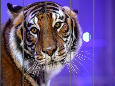 Un tigre dans la ménagerie du Festival international du cirque de Massy dans l'Essonne, le 13 décembre 2017 - BERTRAND GUAY [AFP/Archives]