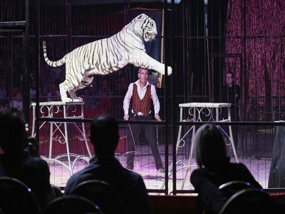 Le dompteur Oleg Balutel sous le chapiteau du cirque Medrano, à Lyon le 16 octobre 2016 - JEAN-PHILIPPE KSIAZEK [AFP/Archives]