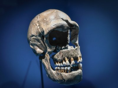 Les malades du Covid-19 portant un segment d'ADN de Neanderthal, hérité d'un croisement avec le génome humain il y a quelques 60.000 ans, sont plus à risques de complications sévères de la maladie, selon des chercheurs. - STEPHANE DE SAKUTIN [AFP/Archives]