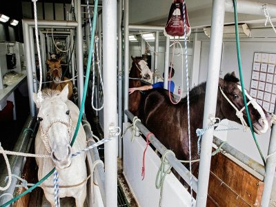 Des experts prélèvent du plasma sur des chevaux porteurs d'anticorps au coronavirus, à l'institut  Clodomiro Picado, à San Jose, au Costa Rica, le 21 septembre 2020 - Ezequiel BECERRA [AFP]