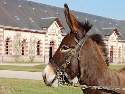 Le concours de l'âne normand a lieu au Haras du Pin ce dimanche 4 octobre - Haras du Pin