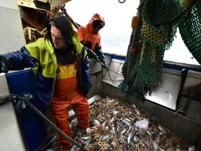 Des  pêcheurs vident leur cargaison de pêche capturée dans les eaux anglaises de la Manche sur leur chalutier "Le Marmouset III", le 28 septembre 2020 - Nicolas GUBERT [AFP]