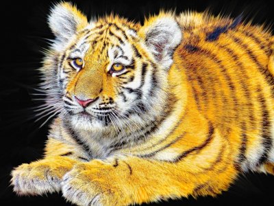 Un couple de Havrais est soupçonné d'avoir acheté un tigre de Sumatra.