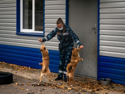 Des "chiens-chacals" entraînés à détecter le coronavirus au centre de dressage de la compagnie aérienne Aeroflort, le 9 octobre 2020 près de Moscou - Dimitar DILKOFF [AFP]