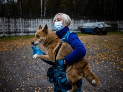 Un "chien-chacal" entraîné à détecter le coronavirus au centre de dressage de la compagnie aérienne Aeroflot, le 9 octobre 2020 près de Moscou - Dimitar DILKOFF [AFP]