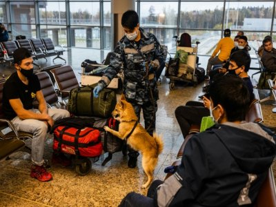 Un chien-chacal entraîné à détecter le coronavirus lors d'un exercice à l'aéroport Sheremetyevo, le 9 octobre 2020 à Moscou - Dimitar DILKOFF [AFP]