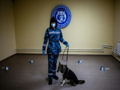 Un chien-chacal entraîné à détecter le coronavirus au centre de dressage de la compagnie aérienne russe Aeroflot, le 9 octobre 2020 à Moscou - Dimitar DILKOFF [AFP]
