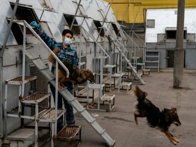 Des "chiens-chacals" entraînés à détecter le coronavirus au centre de dressage de la compagnie aérienne Aeroflort, le 9 octobre 2020 près de Moscou - Dimitar DILKOFF [AFP]
