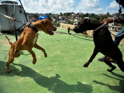 Des chiens entraînés au combat, le 20 septembre 2020 à La Havane, à Cuba - YAMIL LAGE [AFP]