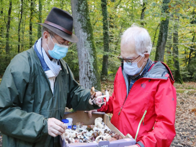 Jean-Philippe Rioult, mycologue (à gauche) sait parfaitement reconnaître les bons des mauvais champignons. Il donne des conseils à François.