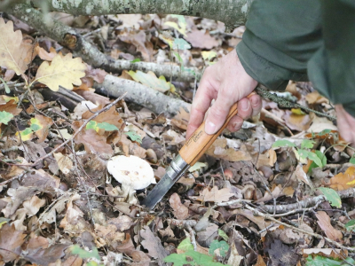 Le couteau est idéal pour cueillir le champignon avec sa volve.