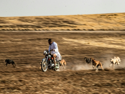 Mohammed Derbas, sur sa moto fait courir ses lévriers qu'il élève dans le village de al-Derbasiyah (nord-est de la Syrie), le 26 octobre 2020 - Delil SOULEIMAN [AFP]
