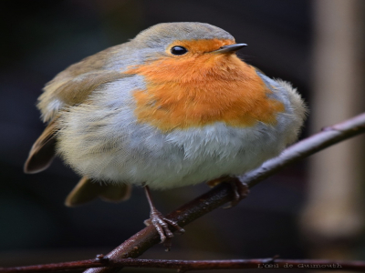 Le rouge-gorge est l'oiseau le plus fréquemment observé dans les jardins normands. - L'oeil de Guimouth