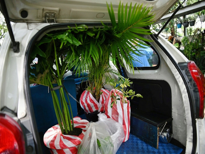 Le coffre d'une voiture chargé de plantes achetées dans une pépinière, le 29 octobre 2020 à Manille, aux Philippines - Ted ALJIBE [AFP]