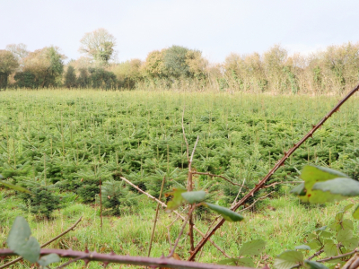 Un des champs de sapins situé près de Tourlaville, que cultive l'Association cherbourgeoise de travail protégé (ACTP). Les fêtes de fin d'année constituent une part non négligeable de son activité. 