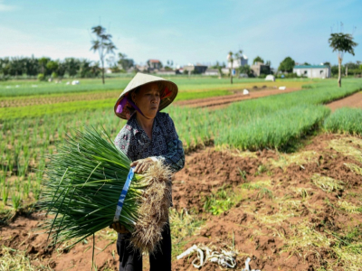 Une femme récolte des oignons de printemps dans une ferme qui applique des méthodes d'agriculture raisonnée, le 22 octobre 2020, dans les environs de Hanoï, au Vietnam - Manan VATSYAYANA [AFP/Archives]
