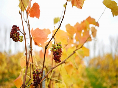 Des grappes non récoltées dans le domaine Haygrove Evolution's Sixteen Ridges Winery à Ledbury, en Angleterre, le 12 novembre 2020 - DANIEL LEAL-OLIVAS [AFP]