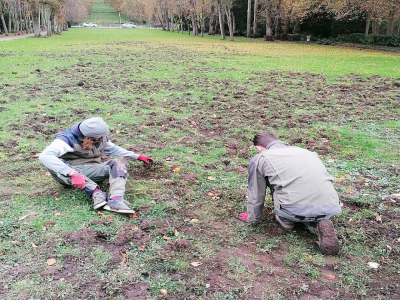 Les équipes du château du Taillis à Duclair sont mobilisées pour essayer de remettre en terrain les pelouses, en mauvais état à cause du passage fréquent des sangliers. - Château du Taillis