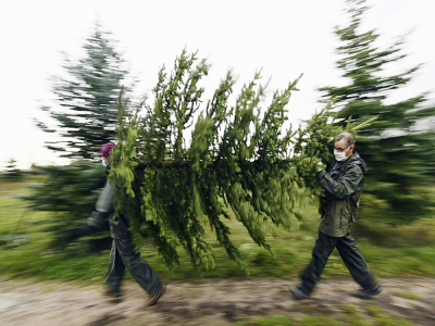 Les sapins de Noël dans une plantation à Weyersheim, dans l'est de la France, le 17 novembre 2020 - FREDERICK FLORIN [AFP]